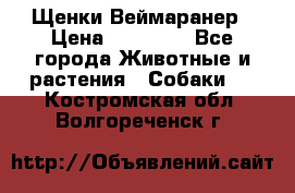 Щенки Веймаранер › Цена ­ 40 000 - Все города Животные и растения » Собаки   . Костромская обл.,Волгореченск г.